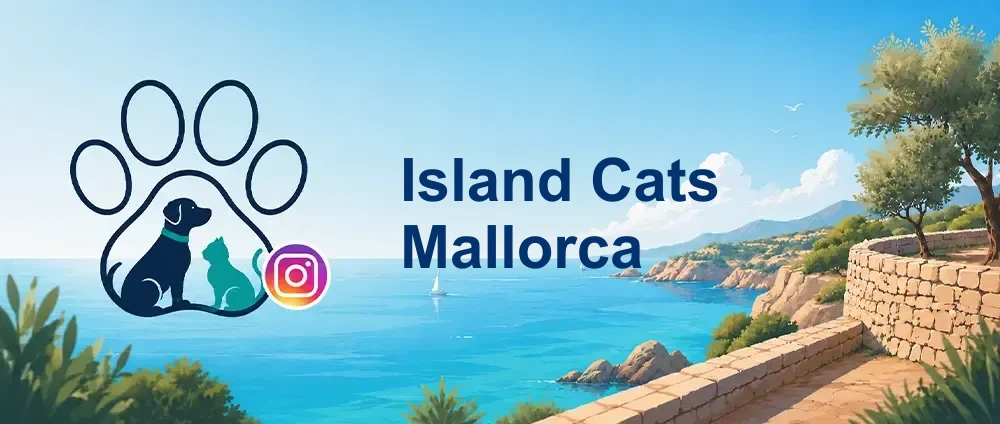 Coverbild der Instagram-Gruppe „Island Cats Mallorca“ — Kleinerer, aber thematisch passender Katzenrettungsaccount — Katzenfälle, Pflegestellen, Kastration und emotionaler Katz
