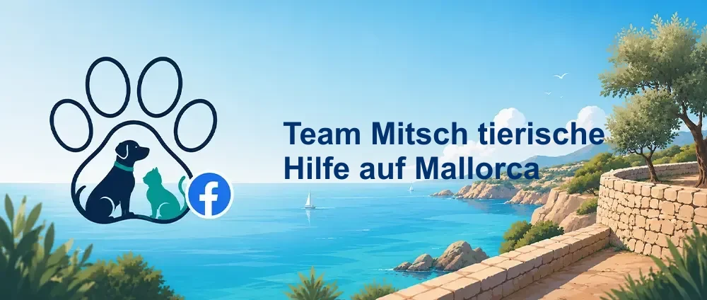 Coverbild der Facebook-Gruppe „Team Mitsch tierische Hilfe auf Mallorca“ — Öffentliche Gruppe · 1.614 Mitglieder — deutschsprachige Katzenhilfe und tierische Hilfe auf Mallorca.