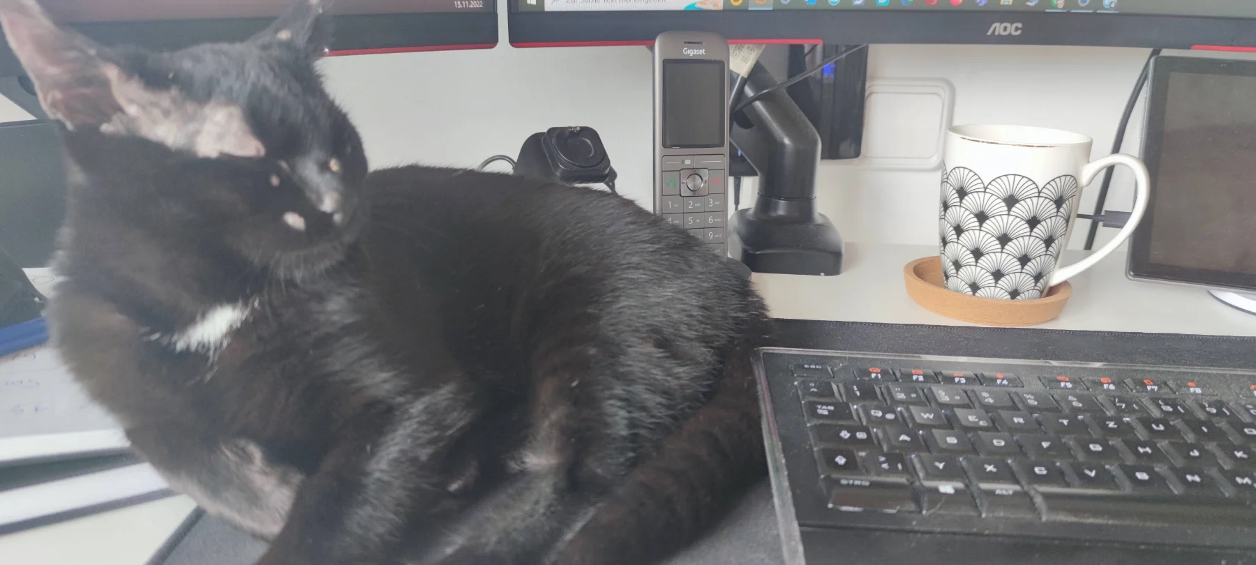 Sammy am Schreibtisch