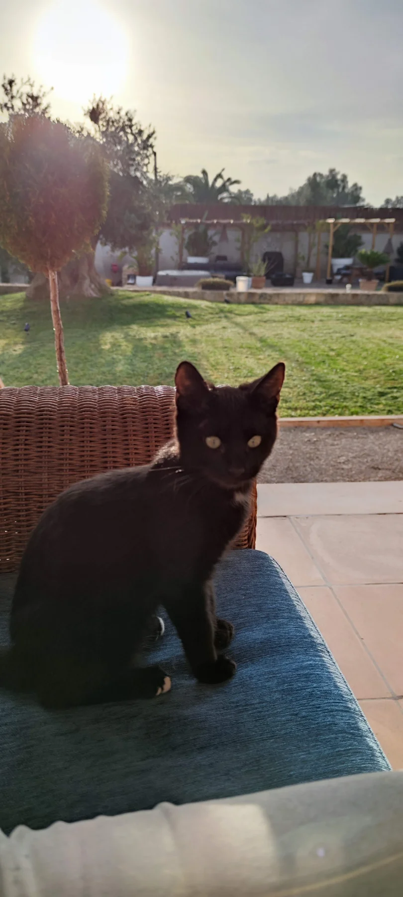 Sammy genießt die Sonne