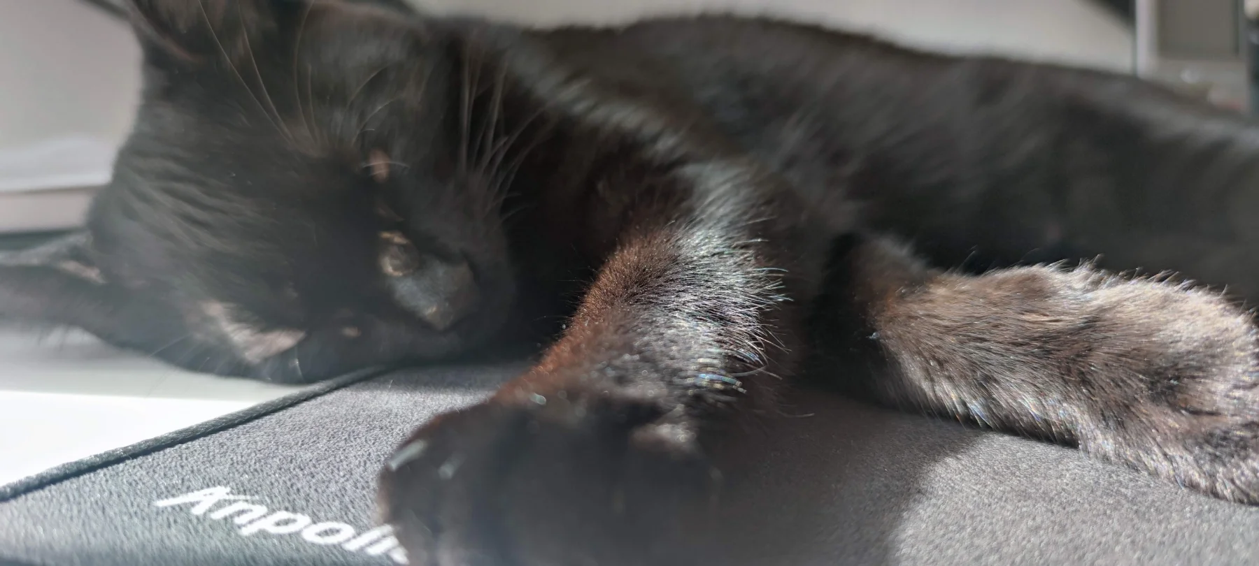 Entspannte Schlafmomente mit Sammy