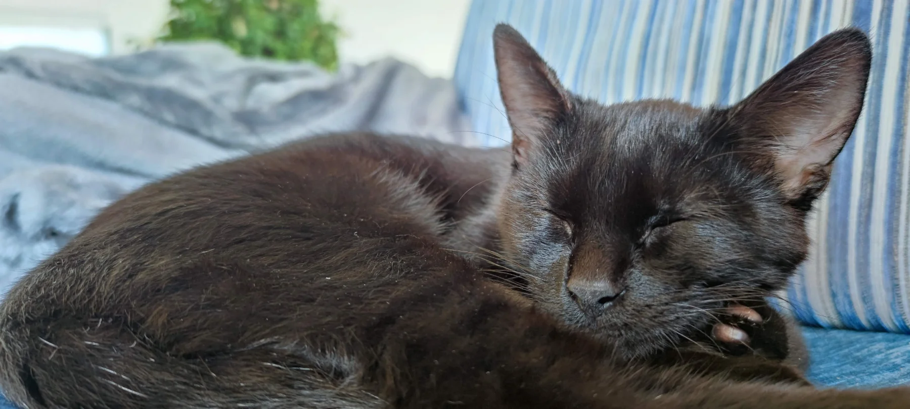 Entspannte Nickerchen mit Sammy
