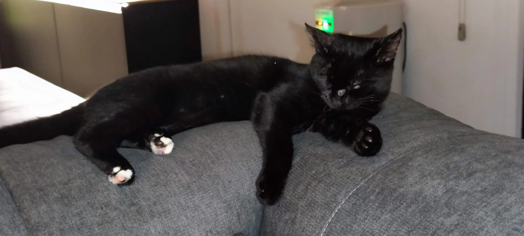 Sammy macht es sich gemütlich