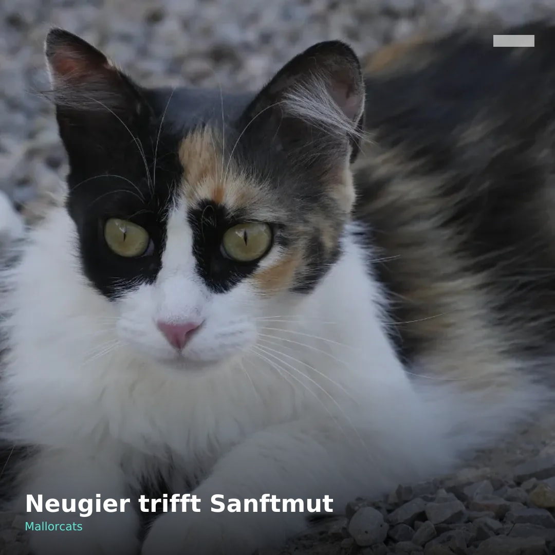 Dreifarbige Katze mit weißen, schwarzen und orangefarbenen Fell liegt auf Kiesboden und schaut aufmerksam nach vorne