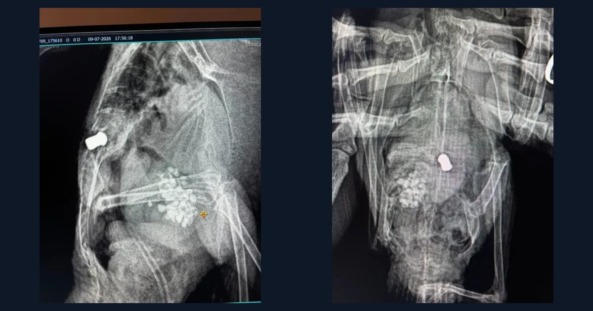 Zwei Röntgenaufnahmen einer bei Sant Llorenç gefundenen Taube mit sichtbarem metallischem Fremdkörper